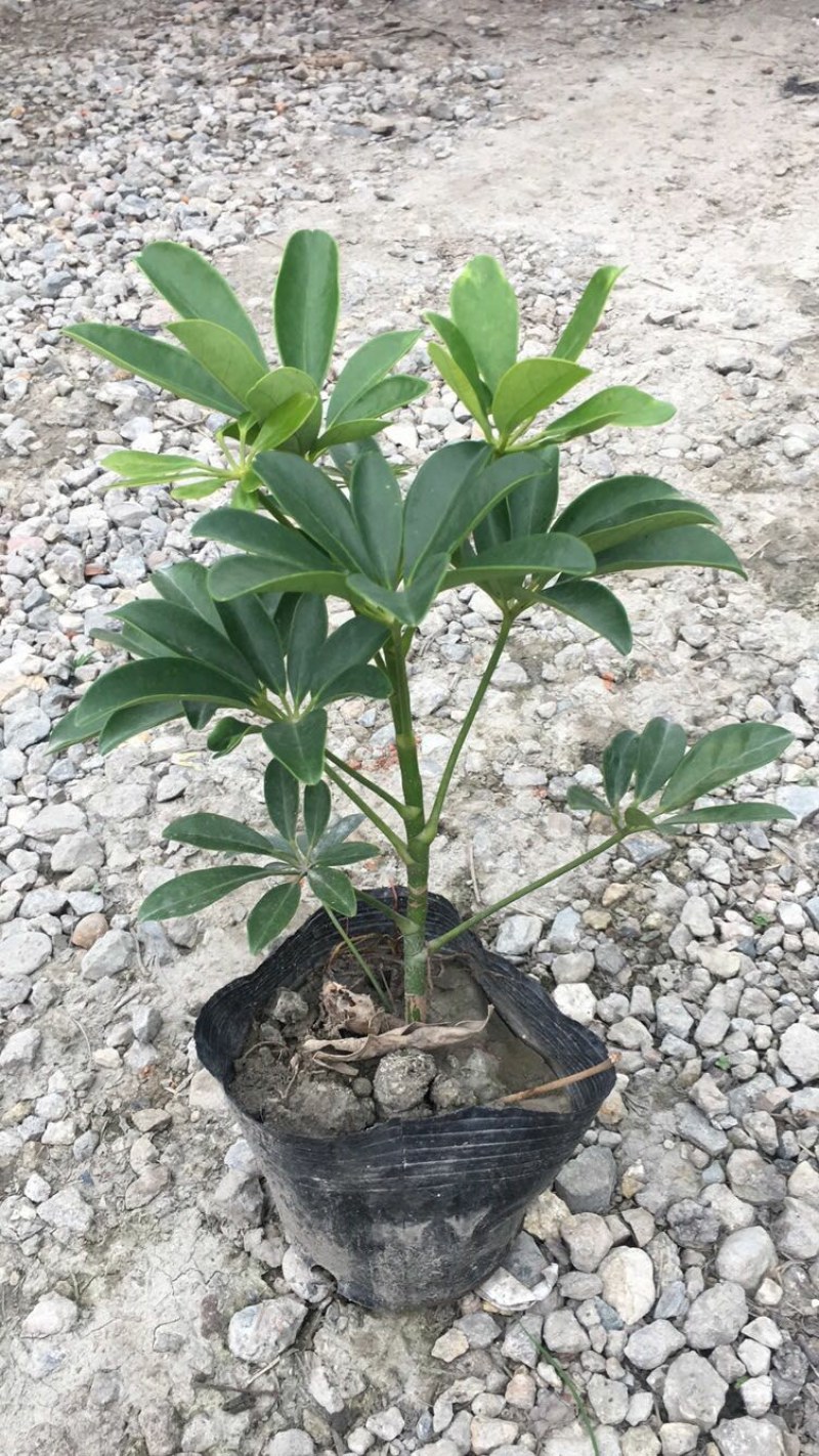 鸭脚木，青叶鸭脚木，花叶鸭脚木，基地批发
