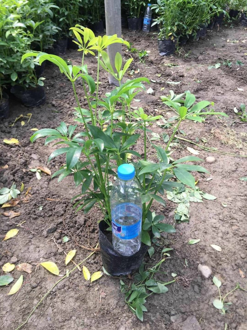 鸭脚木，青叶鸭脚木，花叶鸭脚木，基地批发