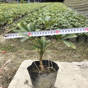 鸭脚木，青叶鸭脚木，花叶鸭脚木，基地批发