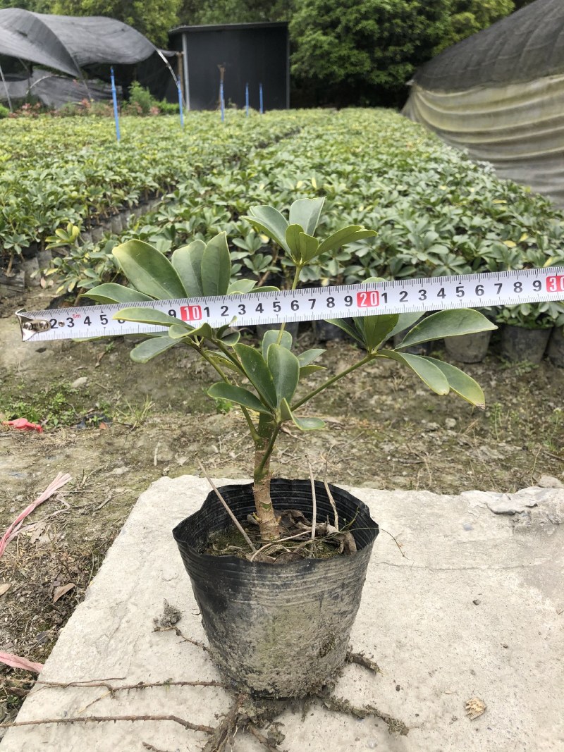 鸭脚木，青叶鸭脚木，花叶鸭脚木，基地批发