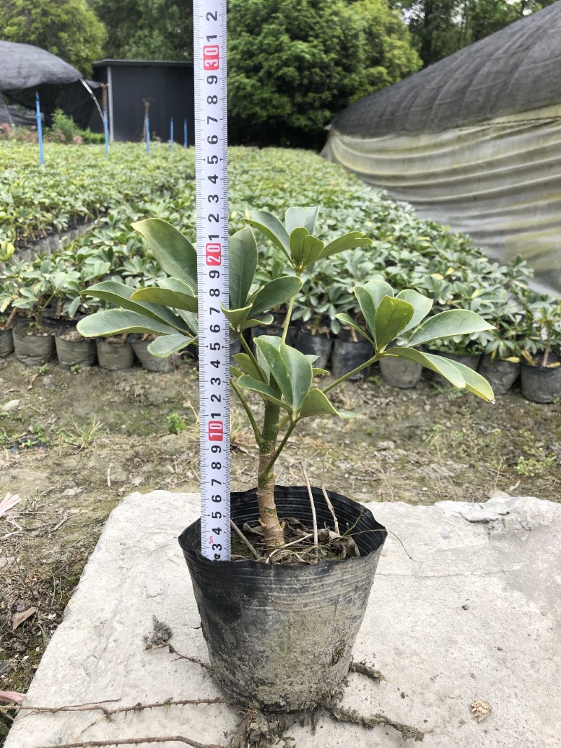 鸭脚木，青叶鸭脚木，花叶鸭脚木，基地批发