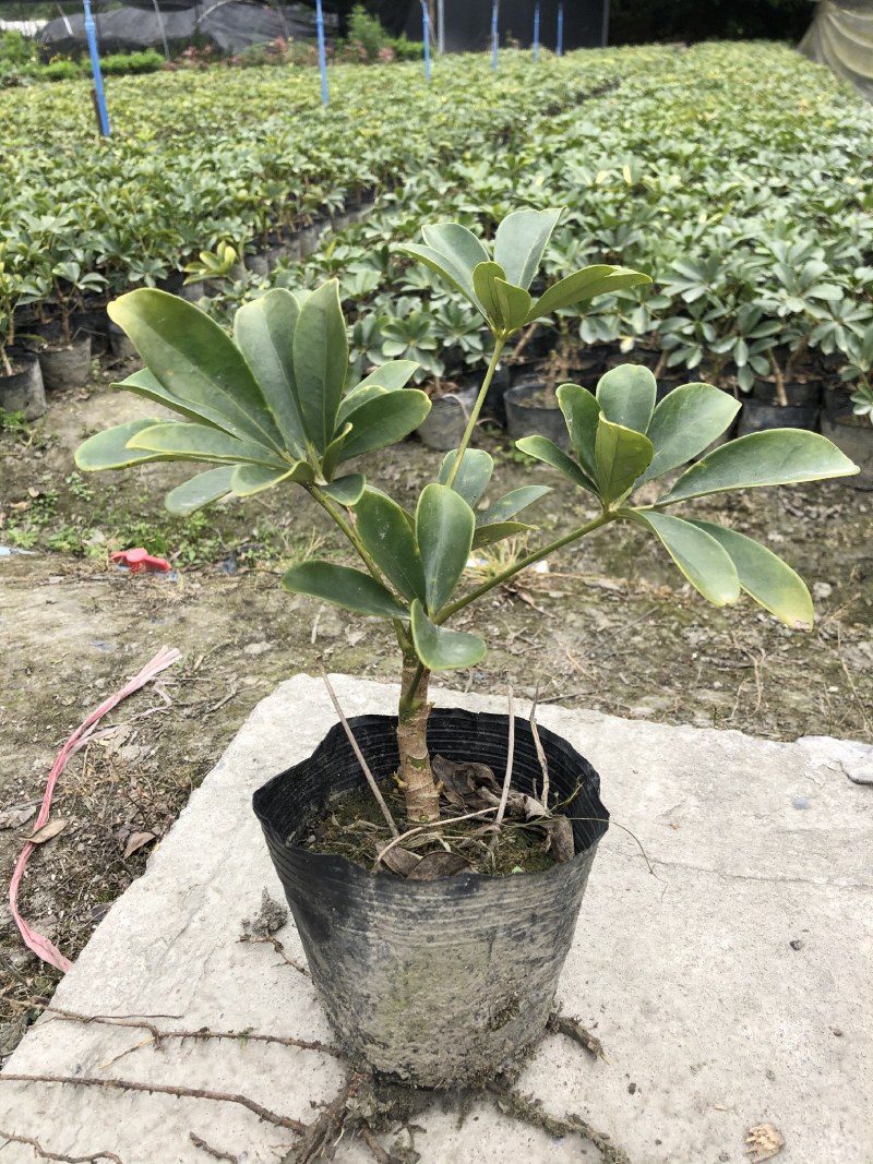鸭脚木，青叶鸭脚木，花叶鸭脚木，基地批发