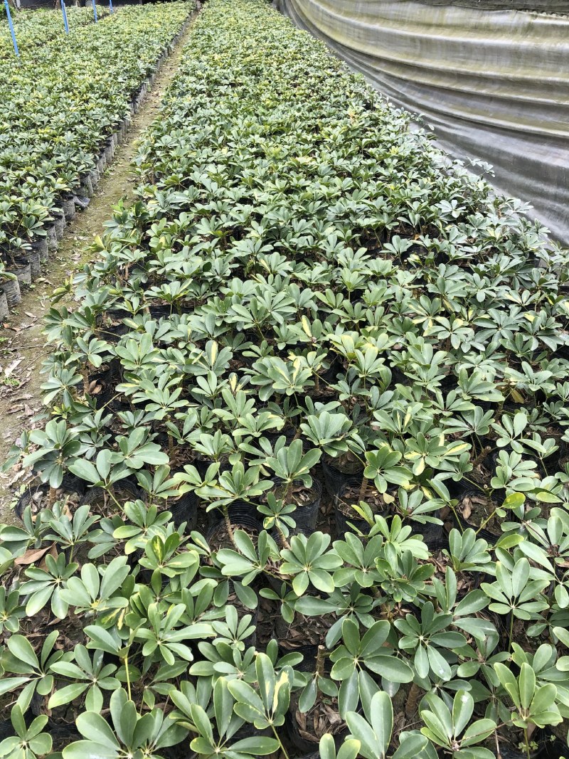 鸭脚木，青叶鸭脚木，花叶鸭脚木，基地批发