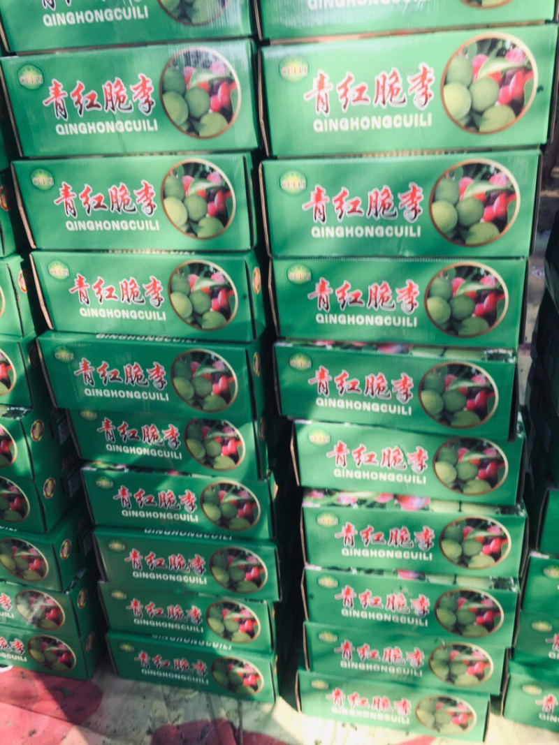 大量青脆李-口感好、离核、走货快.....