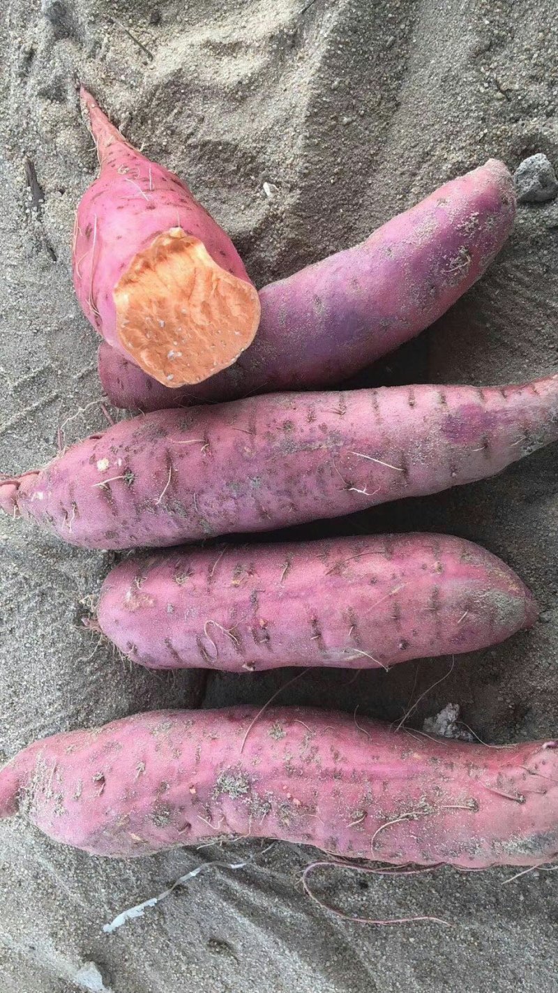 精品六鳌蜜薯，365天大量现货接单中，欢迎对接…
