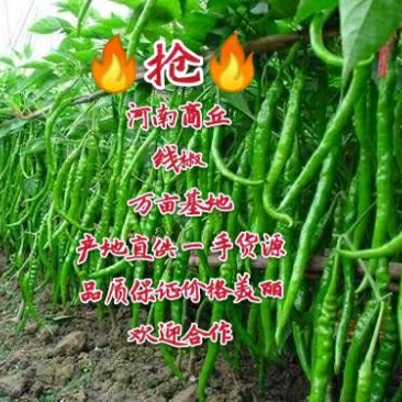 河南线椒大量上市出货货源充足品质保证价格美丽欢迎合作