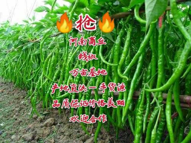 河南线椒大量上市出货货源充足品质保证价格美丽欢迎合作