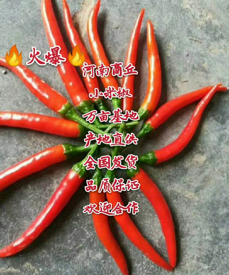 河南商丘小米椒供应质量保证价格美丽欢迎合作共赢