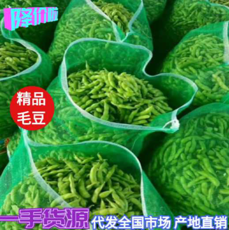 万亩毛豆基地、大青豆、翠绿宝、小寒王、绿宝石毛豆大量供应