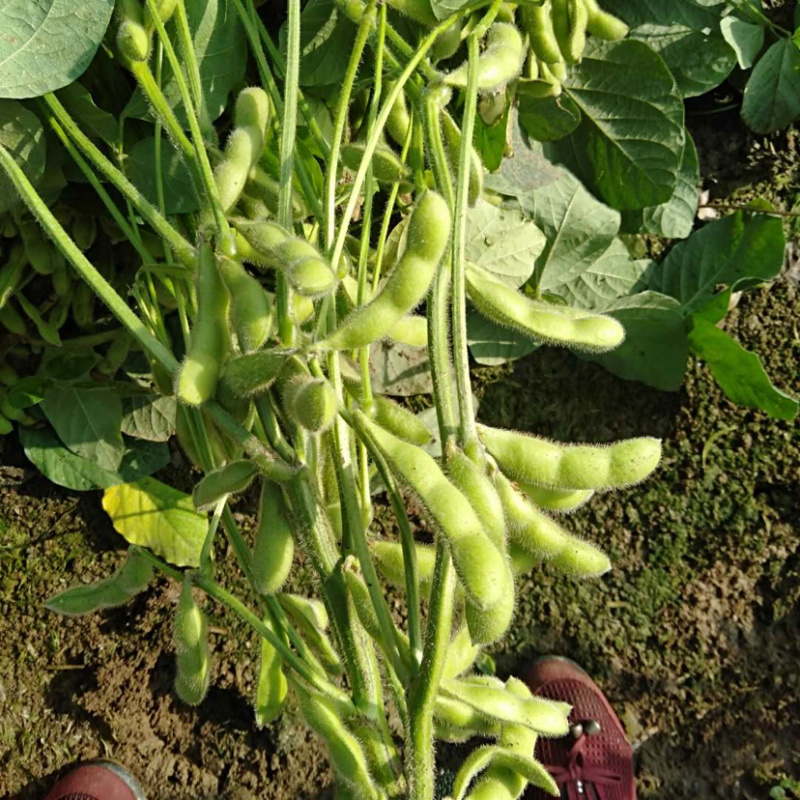 万亩毛豆基地、大青豆、翠绿宝、小寒王、绿宝石毛豆大量供应