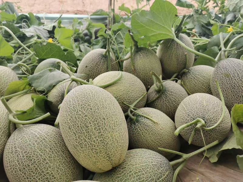 一件代发【西州蜜瓜】，西洲蜜瓜哈密瓜对接电商微商社群团购