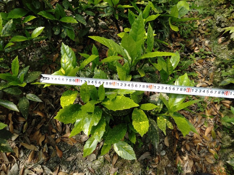 洒金珊瑚，洒金珊瑚基地直销，洒金珊瑚批发