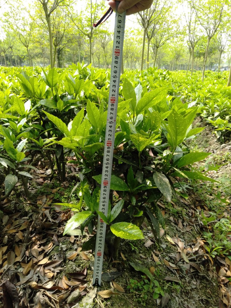 洒金珊瑚，洒金珊瑚基地直销，洒金珊瑚批发