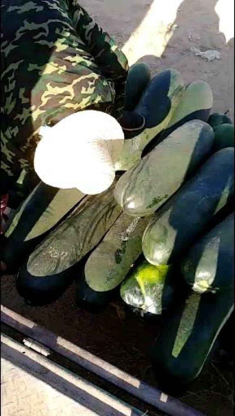 冬瓜20斤以上黑皮冬瓜