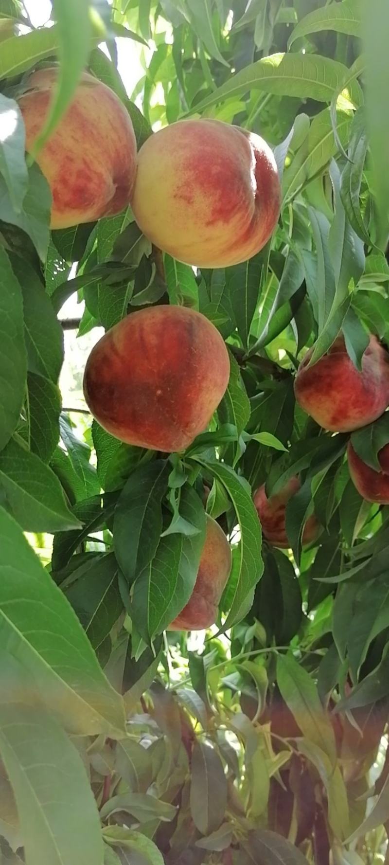 【🔥精品】红不软，初夏红菊大量上市产地直发欢迎来电