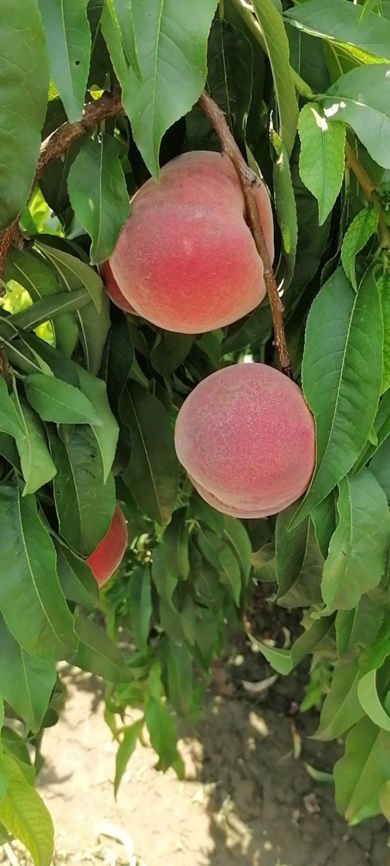 【🔥精品】红不软，初夏红菊大量上市产地直发欢迎来电