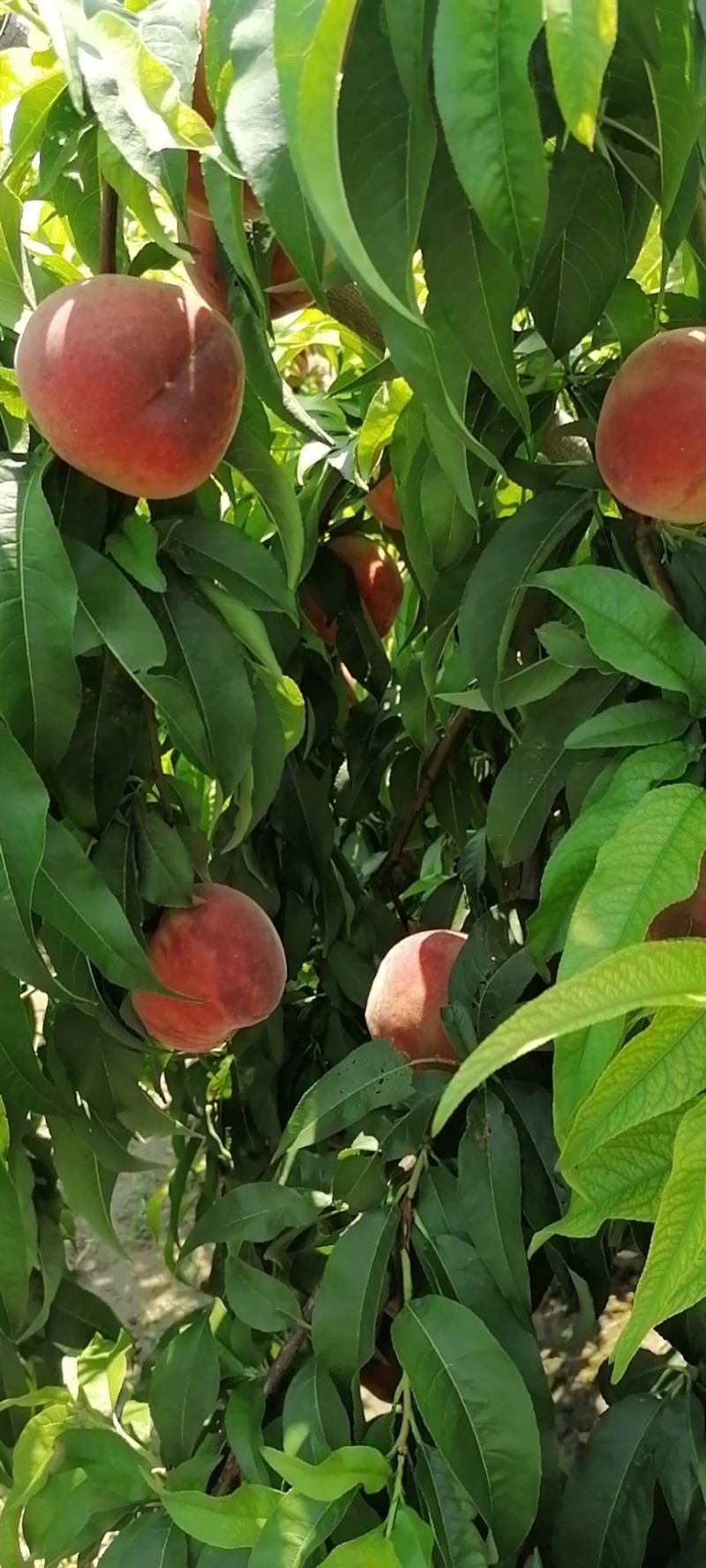 【🔥精品】红不软，初夏红菊大量上市产地直发欢迎来电