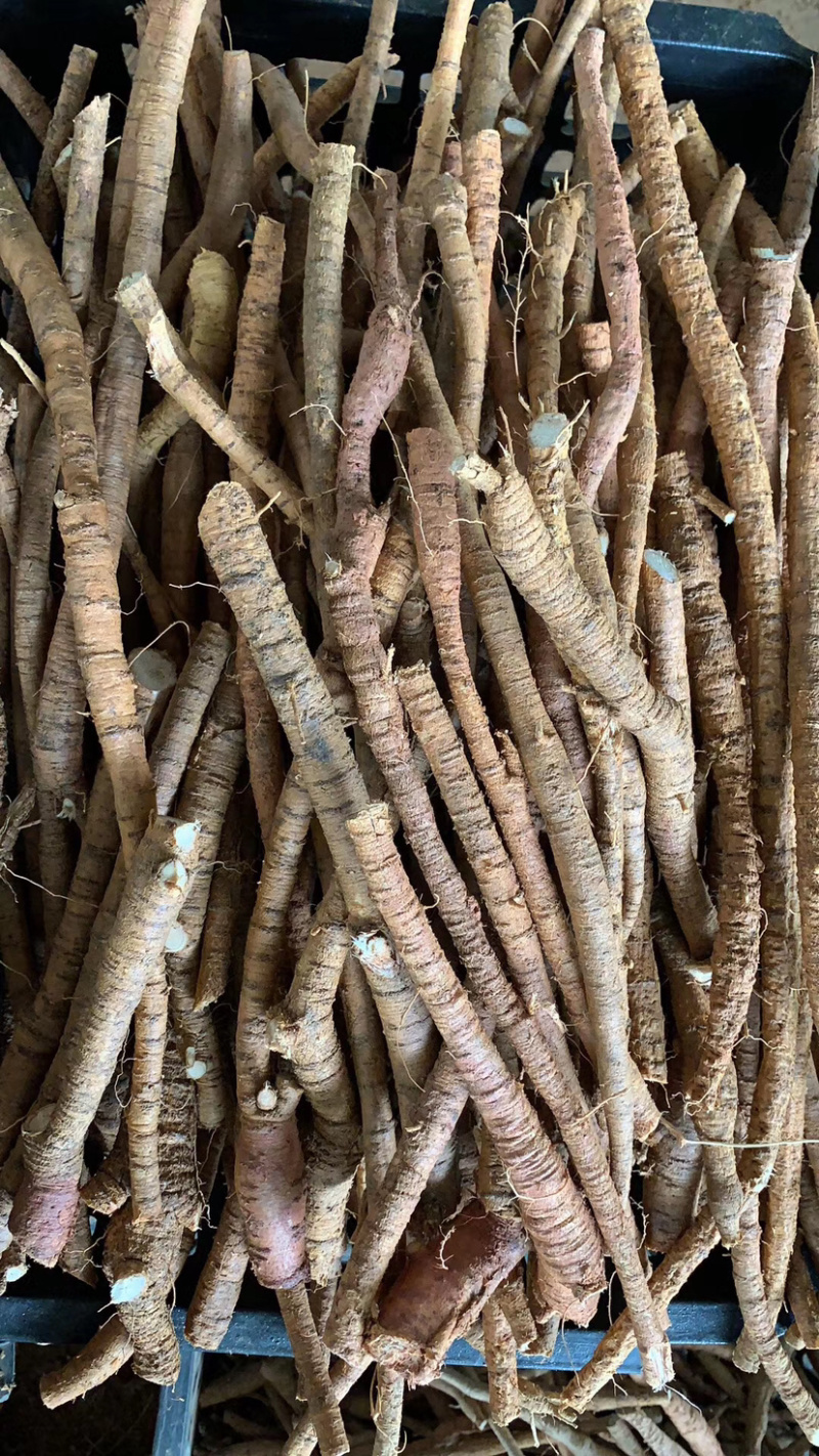 靓牛大力细根（木质）大量批发货源充足