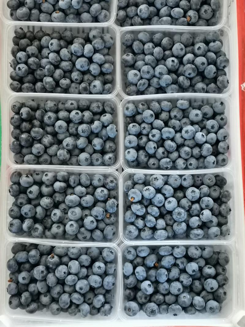 蓝莓陆地