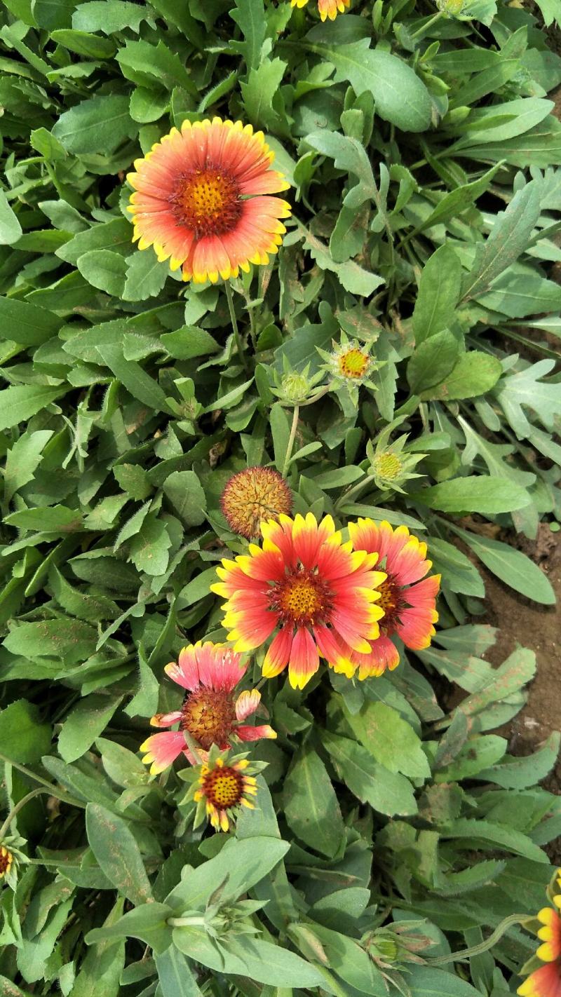 天人菊。基地直供天人菊，金鸡菊，黑心菊，国庆菊，等