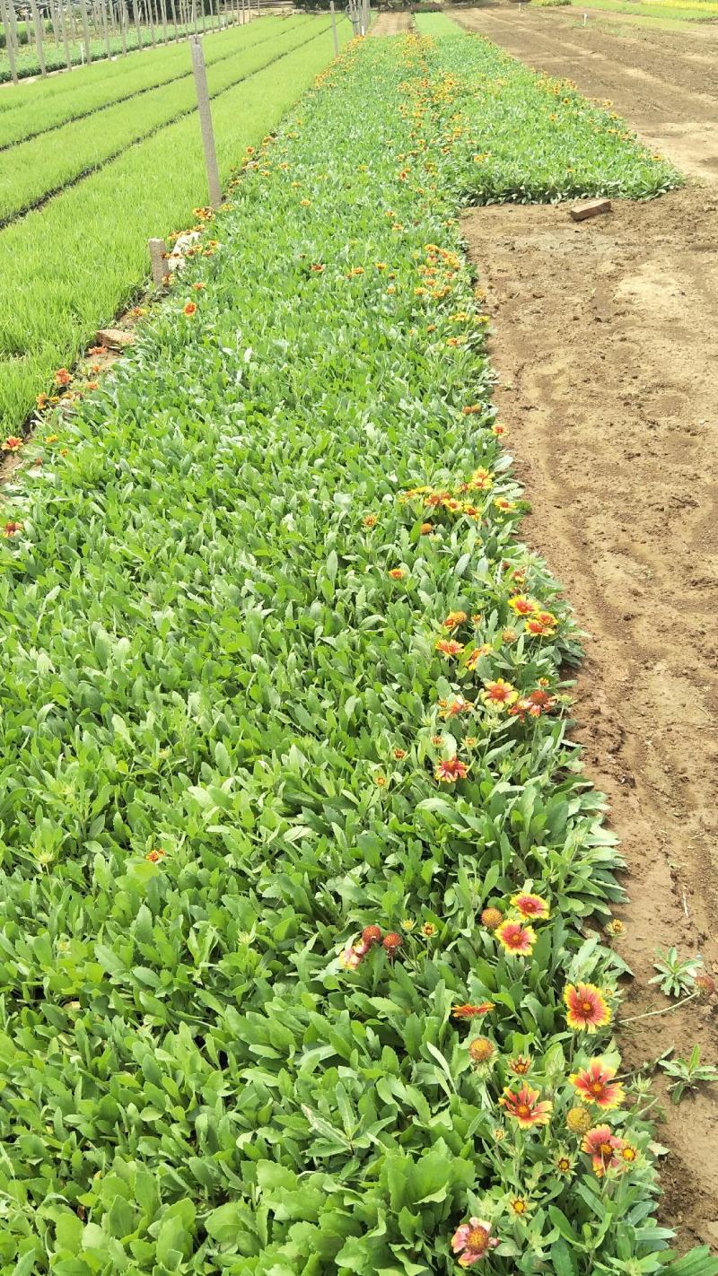天人菊。基地直供天人菊，金鸡菊，黑心菊，国庆菊，等