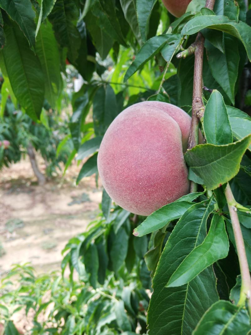 桃子（莱西露天毛桃）川中岛，永联蜜，寒露蜜，秋彤，珍品王