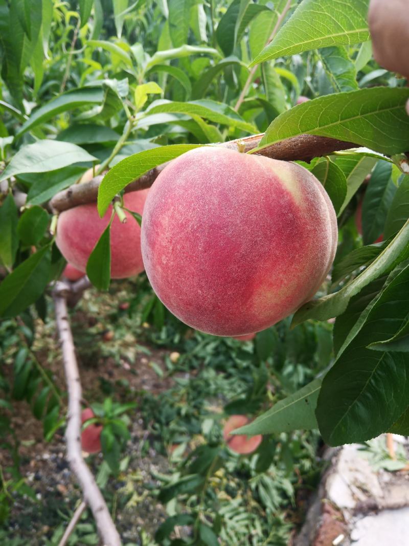 桃子（莱西露天毛桃）川中岛，永联蜜，寒露蜜，秋彤，珍品王