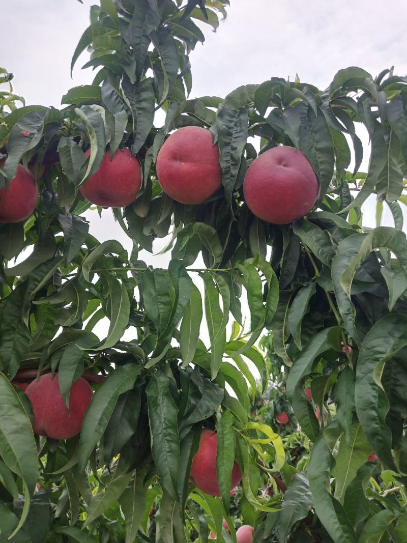 桃子（莱西露天毛桃）川中岛，永联蜜，寒露蜜，秋彤，珍品王