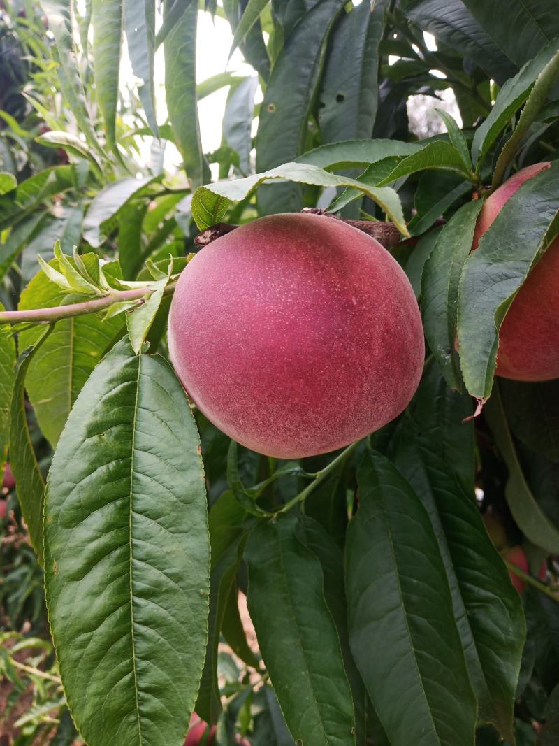 桃子（莱西露天毛桃）川中岛，永联蜜，寒露蜜，秋彤，珍品王