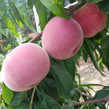 桃子（莱西露天毛桃）川中岛，永联蜜，寒露蜜，秋彤，珍品王