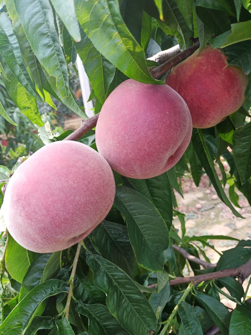 桃子（莱西露天毛桃）川中岛，永联蜜，寒露蜜，秋彤，珍品王