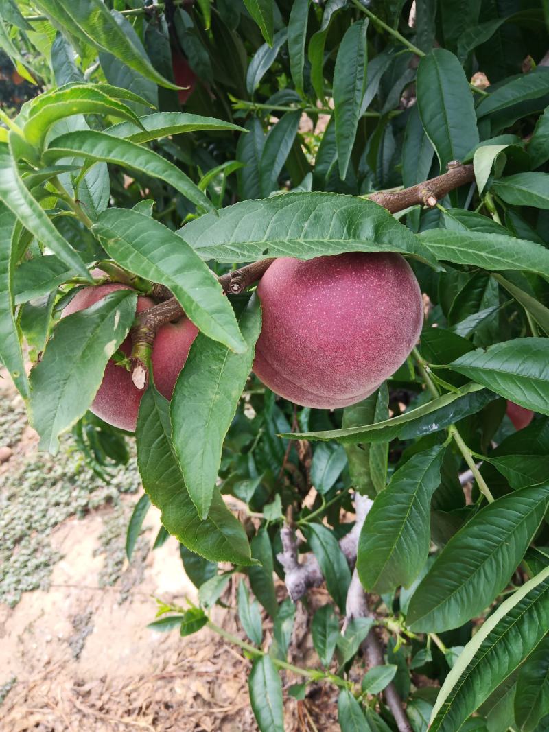 桃子（莱西露天毛桃）川中岛，永联蜜，寒露蜜，秋彤，珍品王