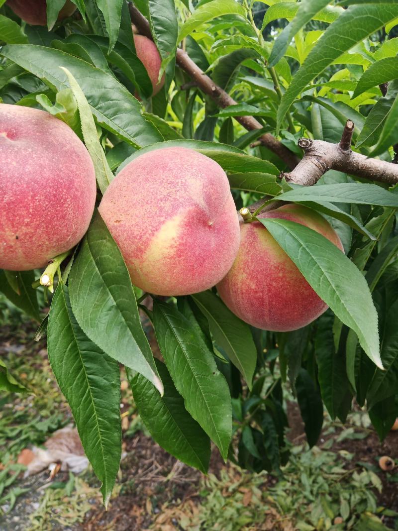 桃子（莱西露天毛桃）川中岛，永联蜜，寒露蜜，秋彤，珍品王