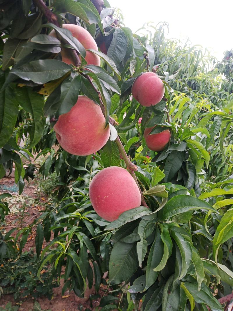 桃子（莱西露天毛桃）川中岛，永联蜜，寒露蜜，秋彤，珍品王
