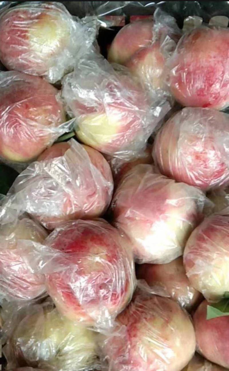 山西精品油名毛桃低价出售，欢迎来电咨询，长期合作