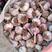 大名淤地紫皮蒜种，太空蒜种，蒜黄料，蒜米料