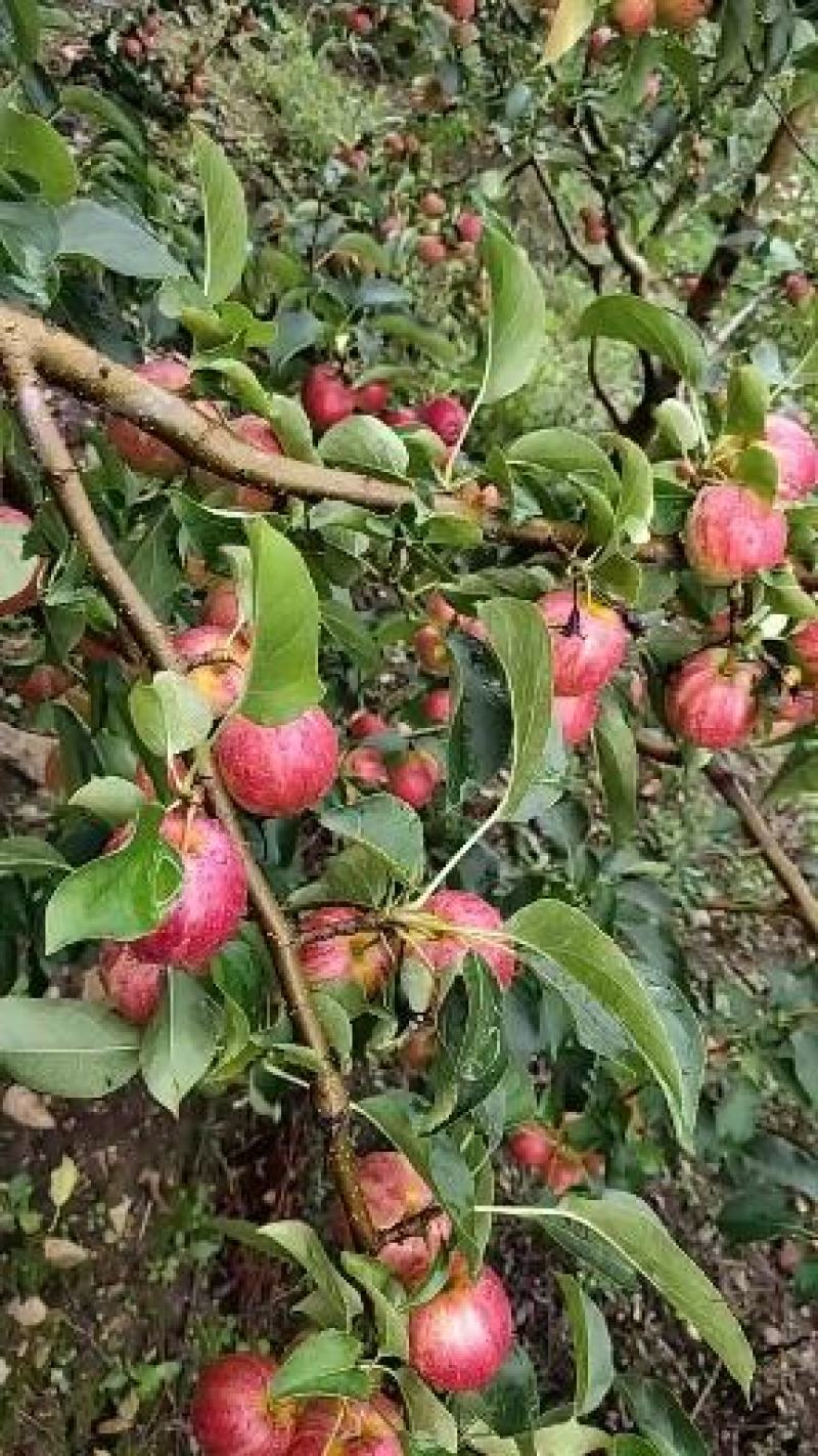 123花红小苹果东北特产沙果产地直销