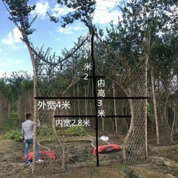 苗圃处理紫薇造型紫薇牌坊紫薇大门处理价低价