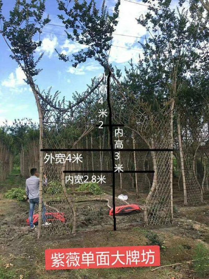 苗圃处理紫薇造型紫薇牌坊紫薇大门处理价低价