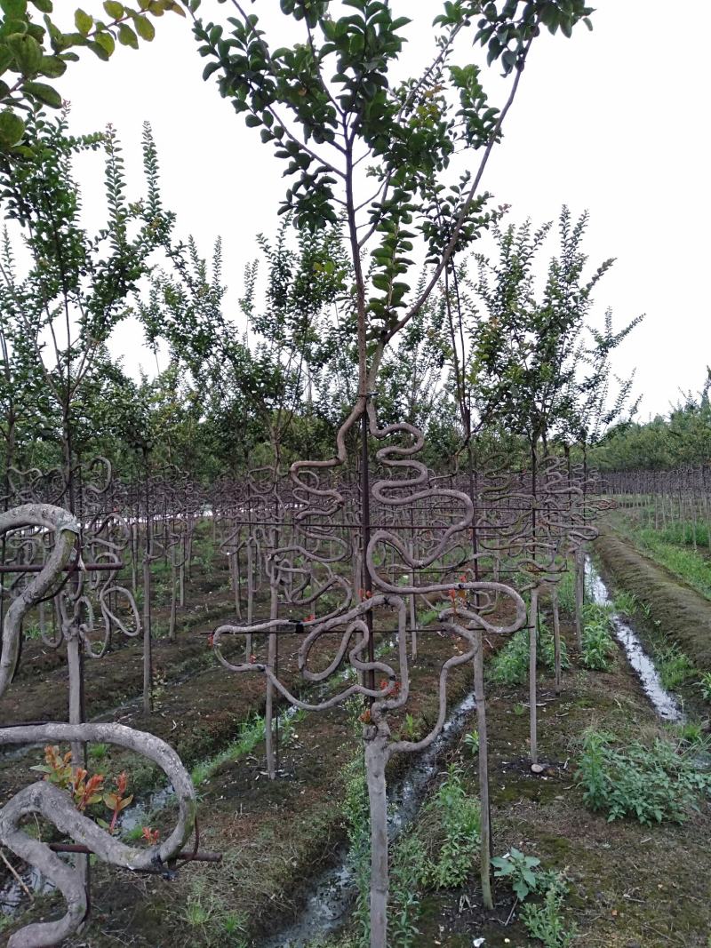 苗圃处理紫薇造型紫薇牌坊紫薇大门处理价低价