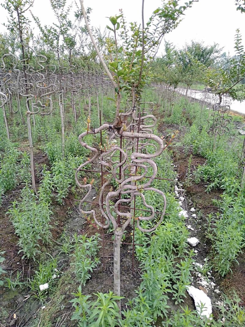 苗圃处理紫薇造型紫薇牌坊紫薇大门处理价低价