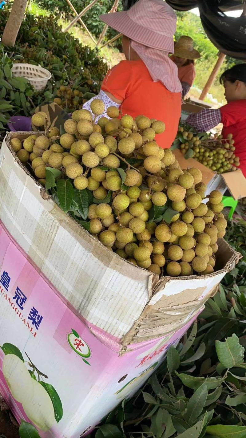 石硖龙眼，现已大量上市，价格优惠，果园订货，