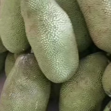 菠萝蜜，原产地发货，青皮，圆身，欢迎老板来电