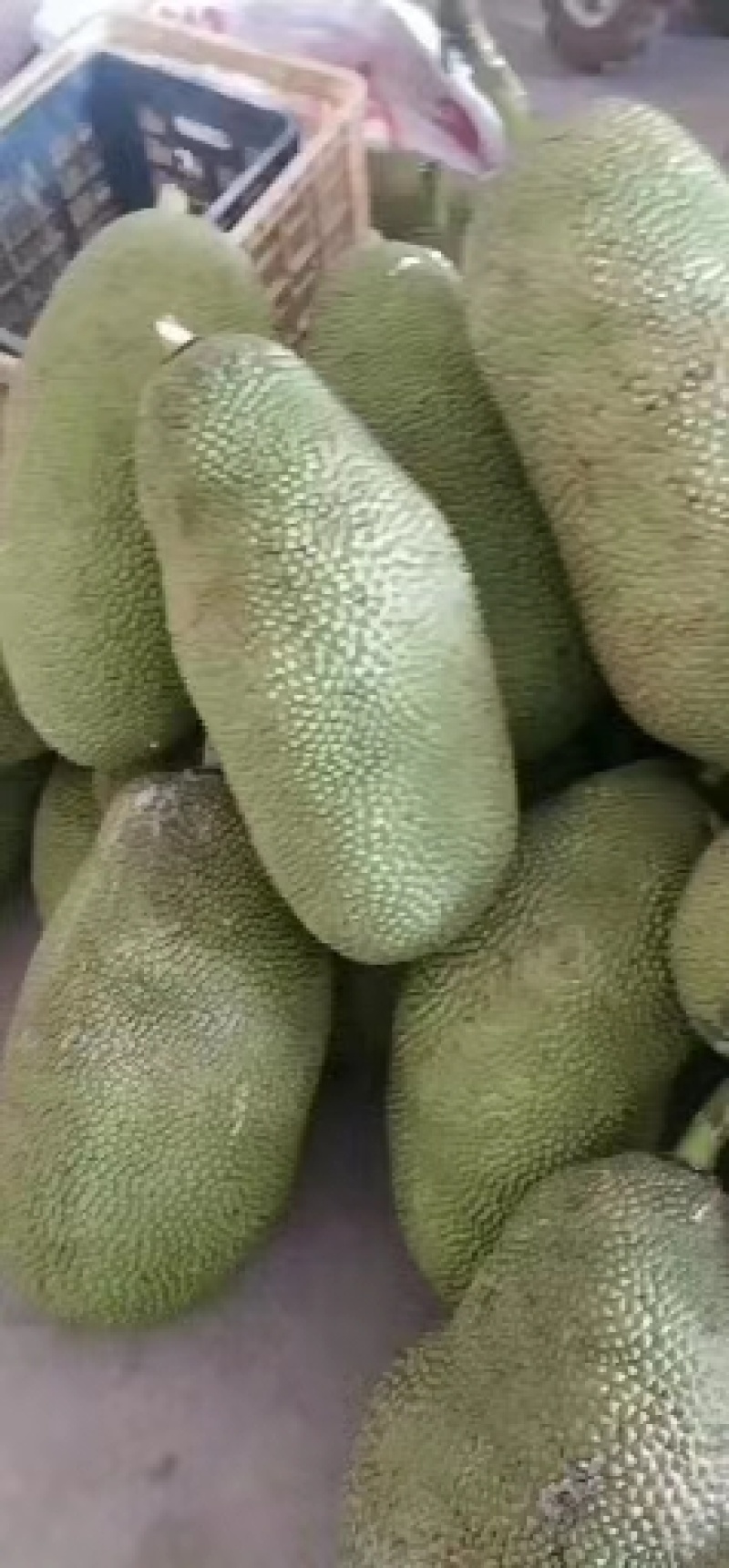 菠萝蜜，原产地发货，青皮，圆身，欢迎老板来电