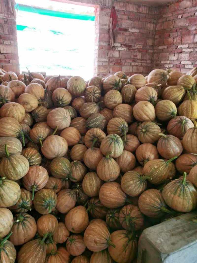 广东清远清新金铃南瓜