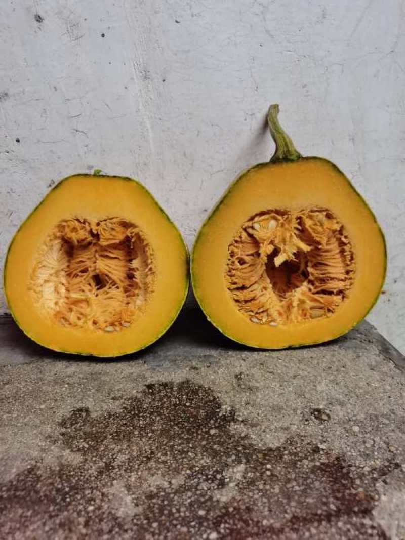 广东清远清新金铃南瓜