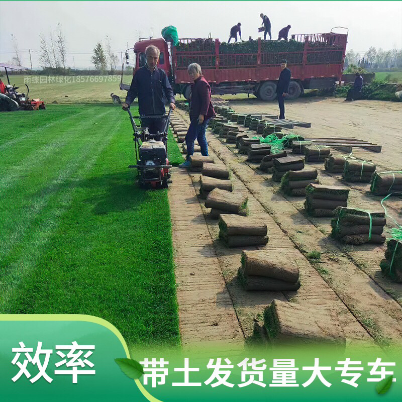 常年供应四季青马尼拉台湾草皮工程庭院绿化