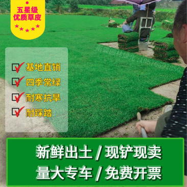 常年供应四季青马尼拉台湾草皮工程庭院绿化