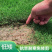 常年供应四季青马尼拉台湾草皮工程庭院绿化