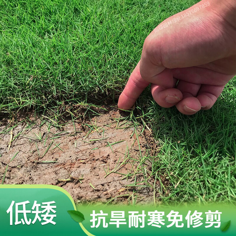 常年供应四季青马尼拉台湾草皮工程庭院绿化